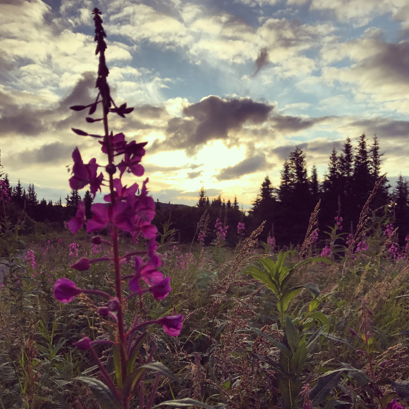 Fireweed.